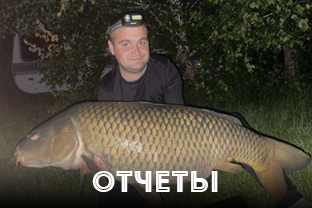 отчеты